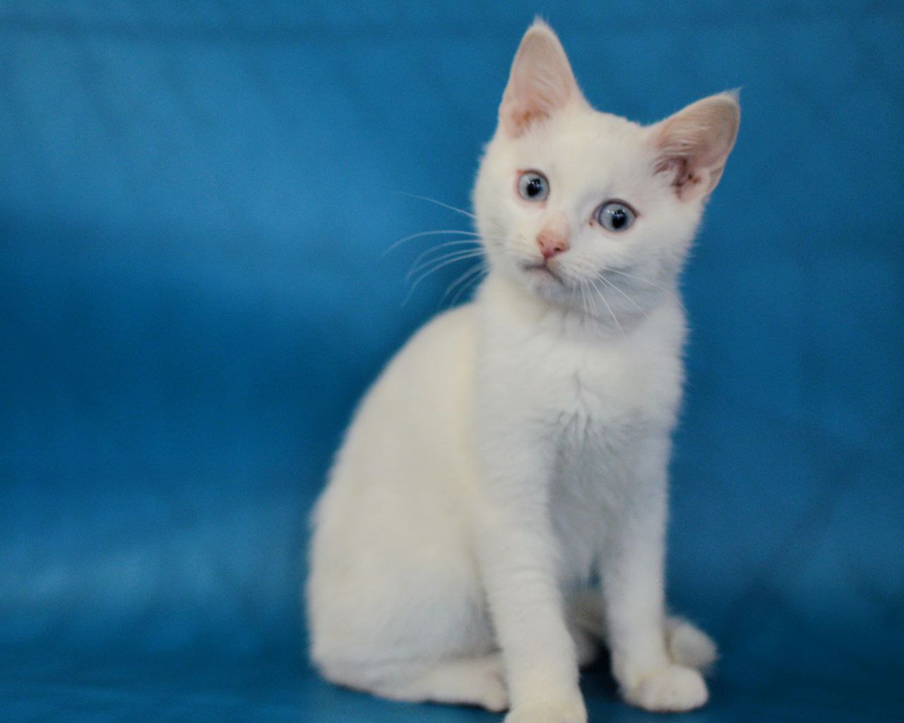 Очаровательный котенок Снежок - Животные в Химки - фото 3