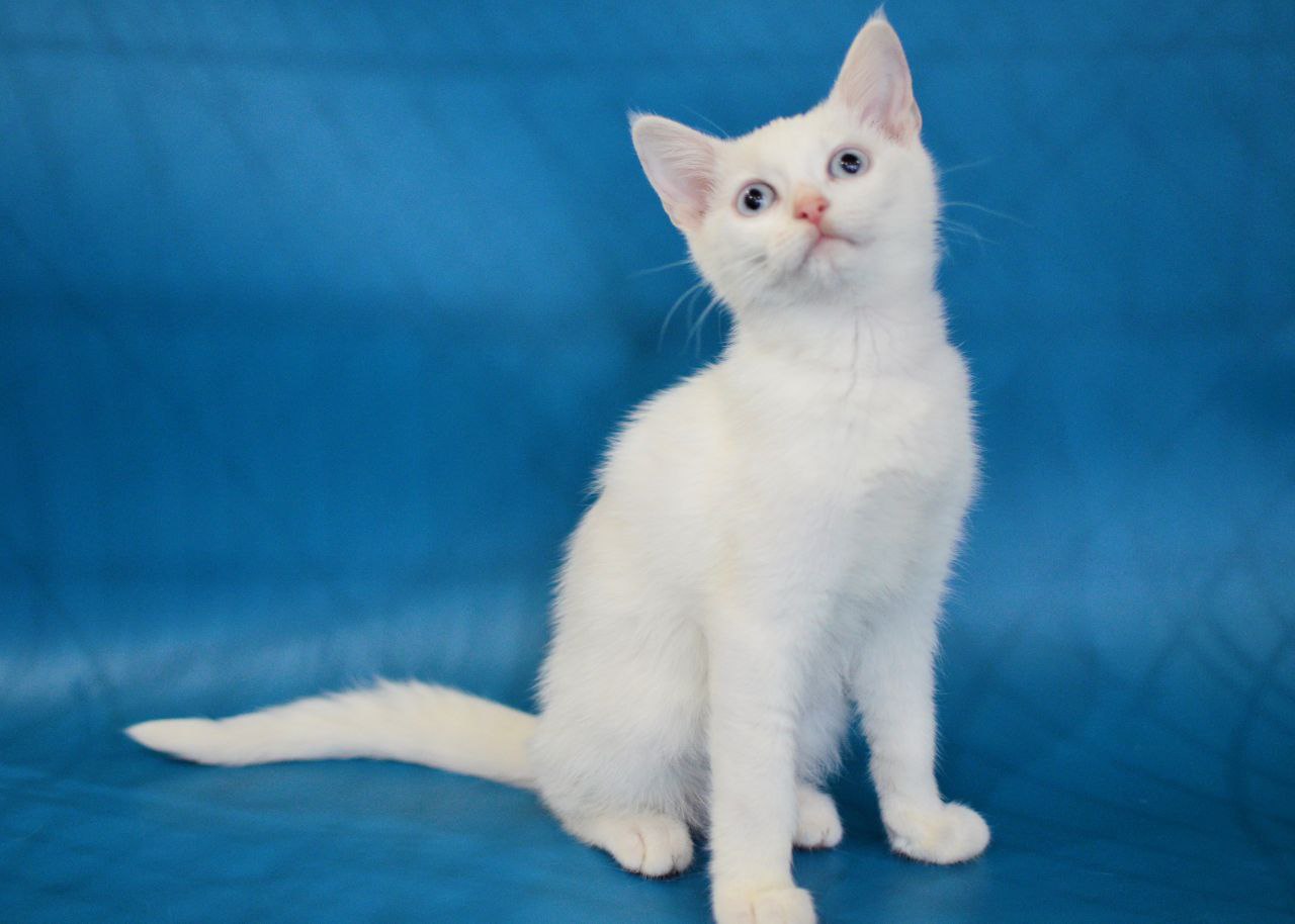 Очаровательный котенок Снежок - Животные в Химки - фото 4