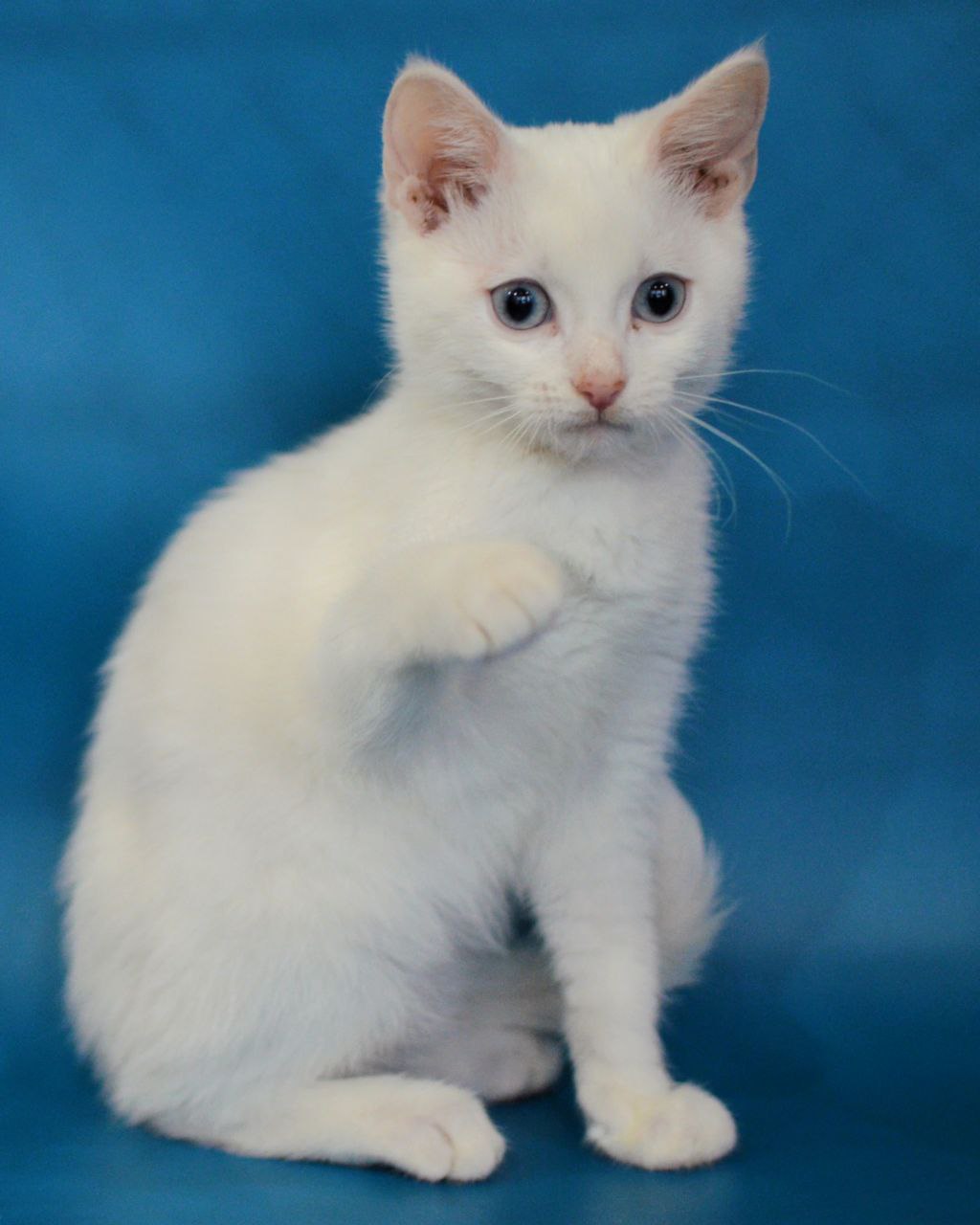 Очаровательный котенок Снежок - Животные в Химки - фото 5