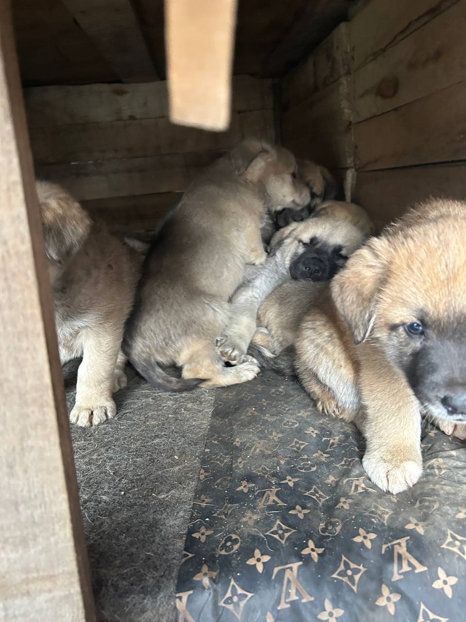 Котята и щенки в добрые руки - Животные в Химки