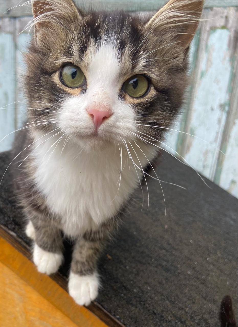 Котята и щенки в добрые руки - Животные в Химки - фото 3