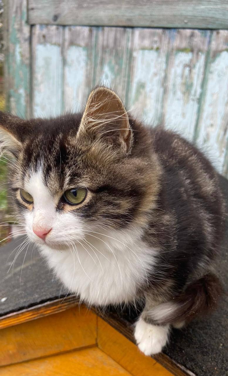 Котята и щенки в добрые руки - Животные в Химки - фото 4