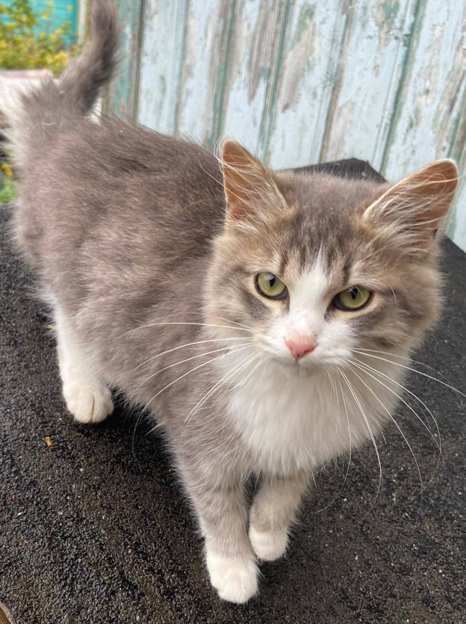 Котята и щенки в добрые руки - Животные в Химки - фото 5