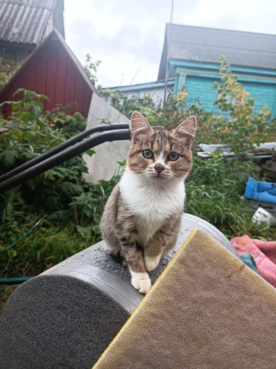 Котята и щенки в добрые руки - Животные в Химки - фото 6