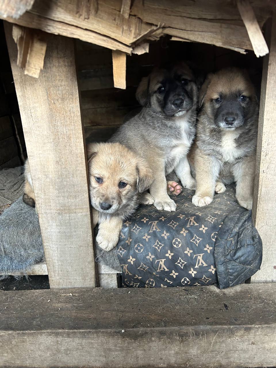 Котята и щенки в добрые руки - Животные в Химки - фото 7