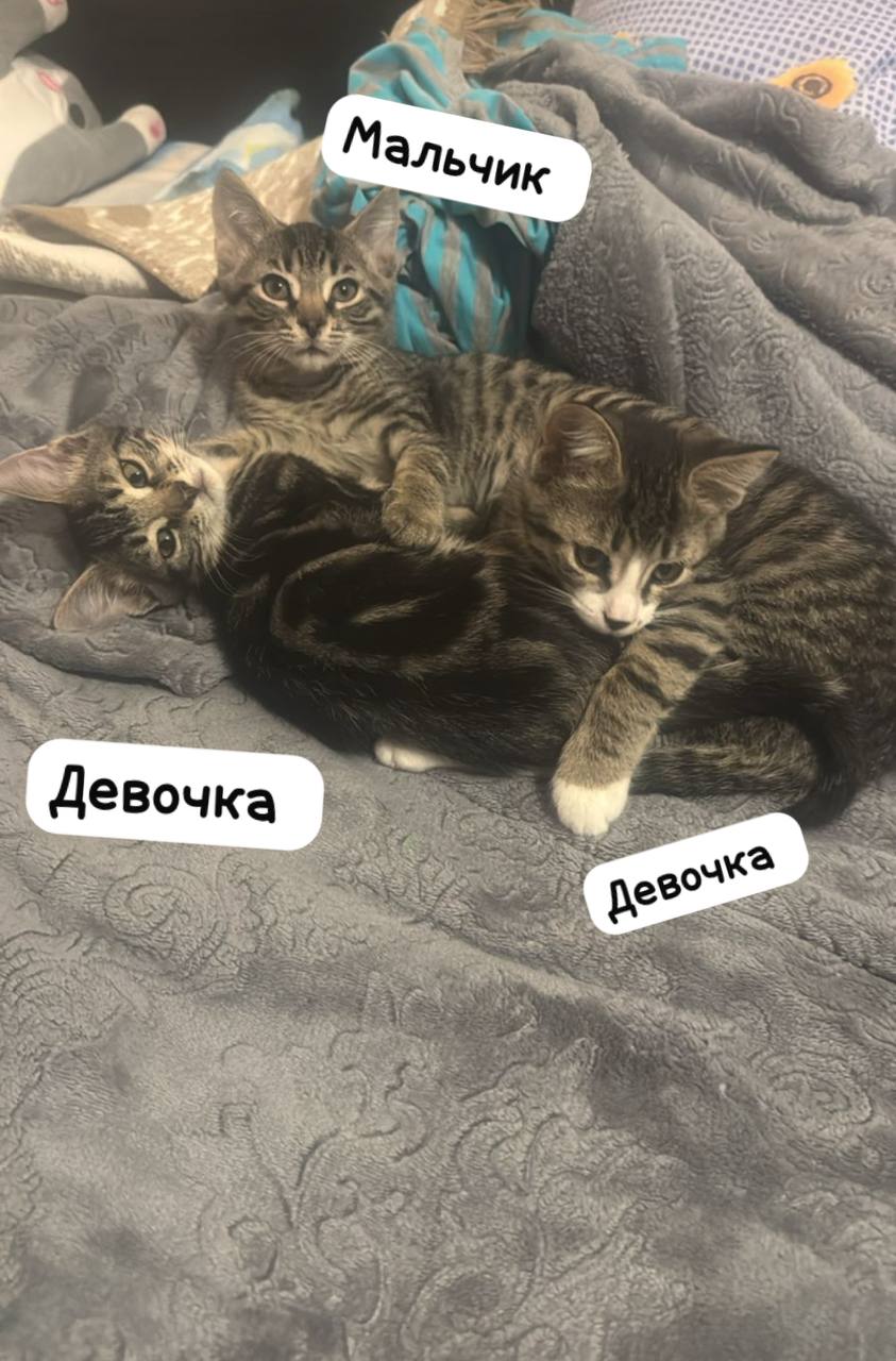 Котята на передержке в Москве - Животные в Москва