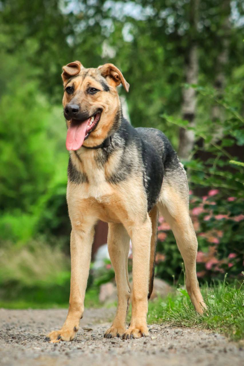 Дочки Лады - Марго и Ханни ищут дом - Животные в Дмитров, Лобня, Химки