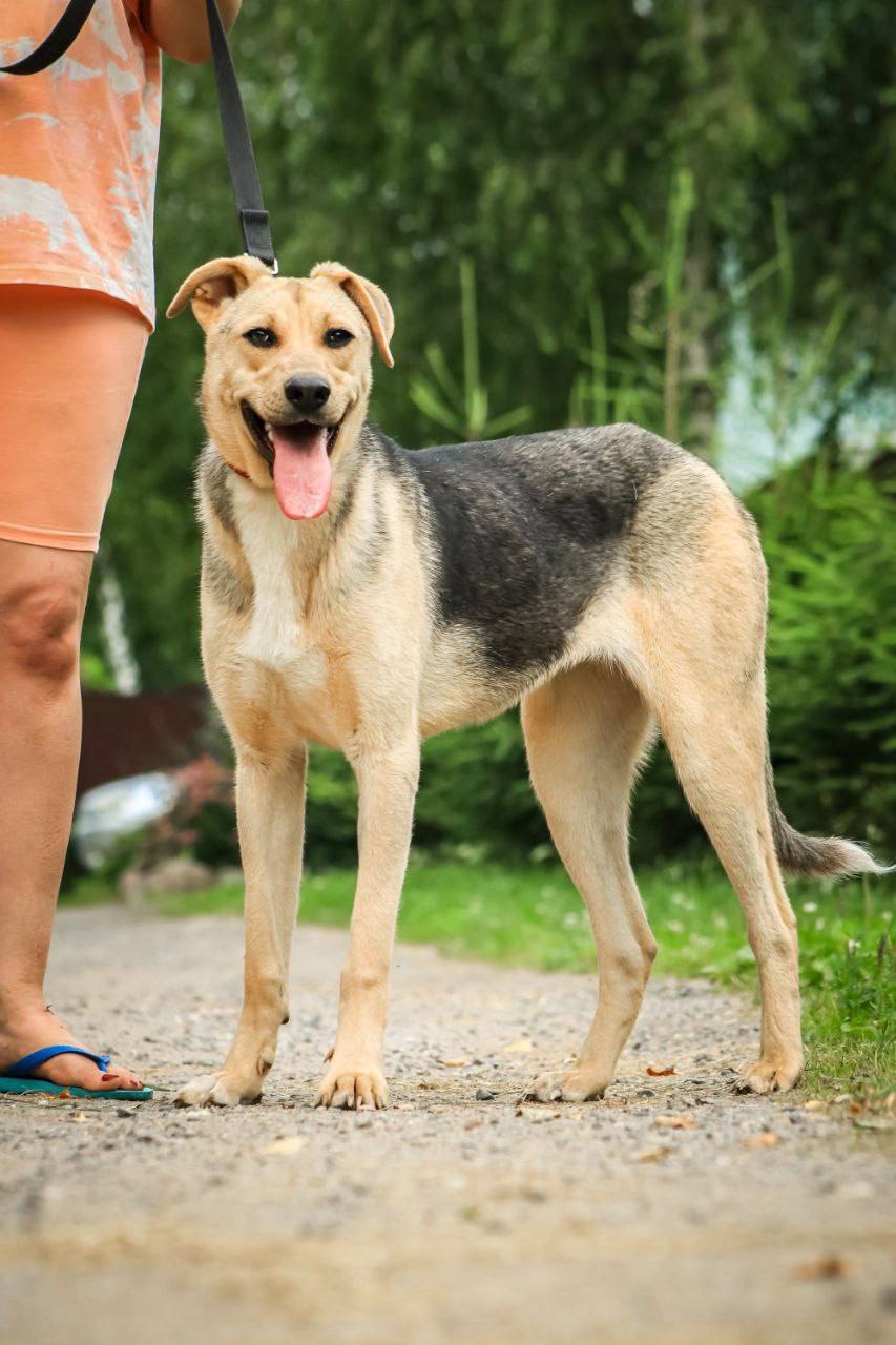 Дочки Лады - Марго и Ханни ищут дом - Животные в Дмитров, Лобня, Химки - фото 3
