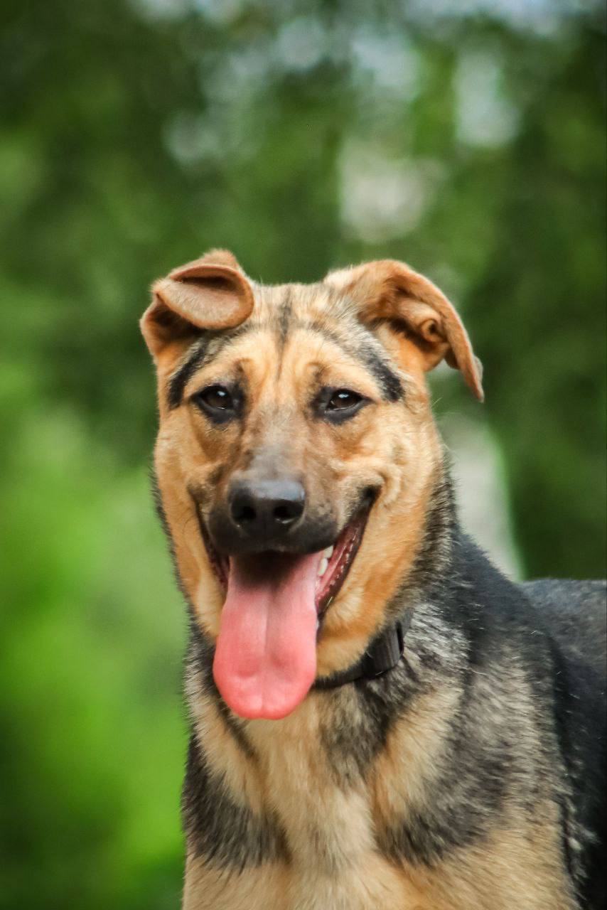 Дочки Лады - Марго и Ханни ищут дом - Животные в Дмитров, Лобня, Химки - фото 4