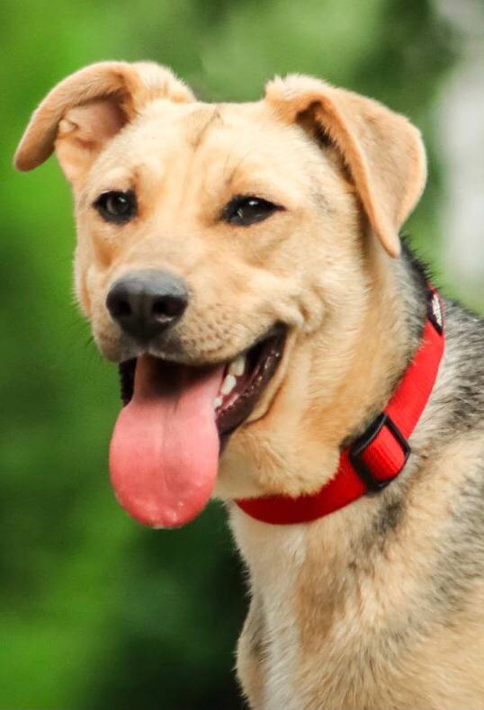 Дочки Лады - Марго и Ханни ищут дом - Животные в Дмитров, Лобня, Химки - фото 5