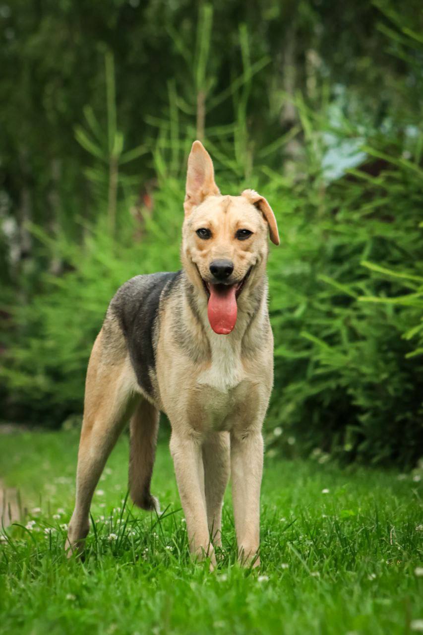 Дочки Лады - Марго и Ханни ищут дом - Животные в Дмитров, Лобня, Химки - фото 6