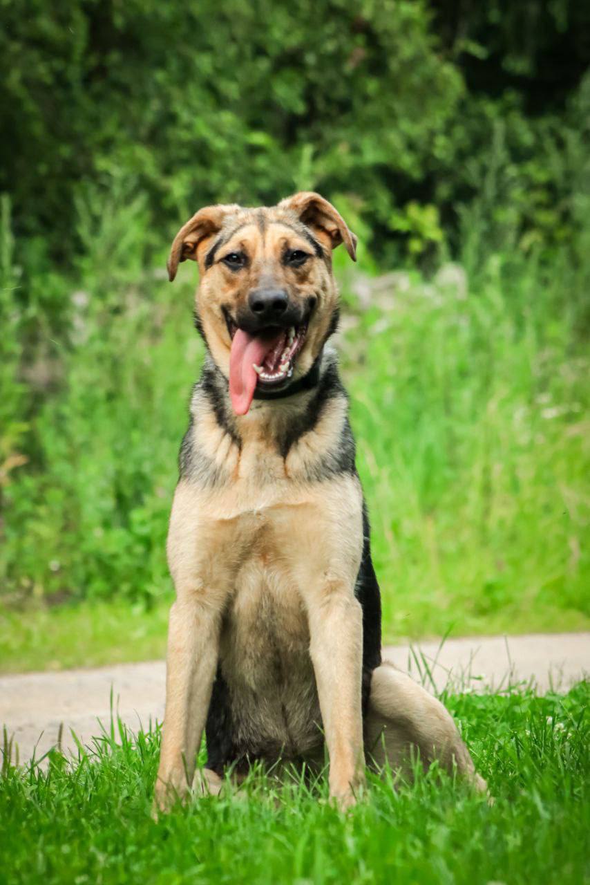 Дочки Лады - Марго и Ханни ищут дом - Животные в Дмитров, Лобня, Химки - фото 7