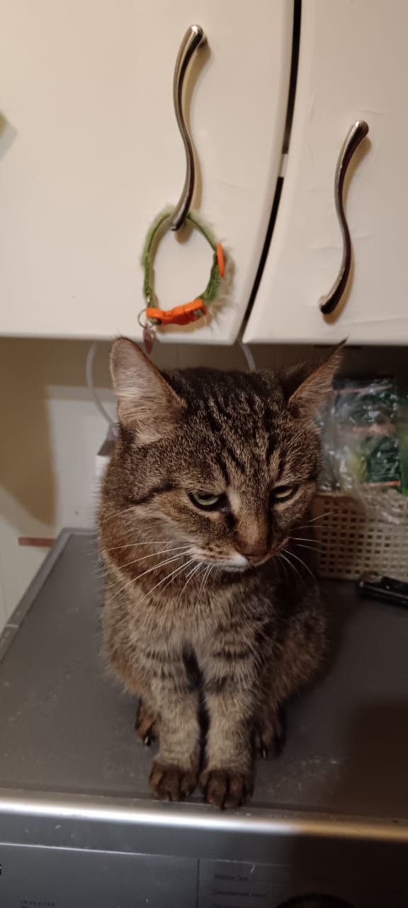 Кошка Маша ищет дом - Животные в Москва