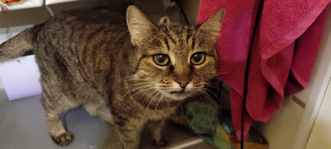 Кошка Маша ищет дом - Животные в Москва - фото 2