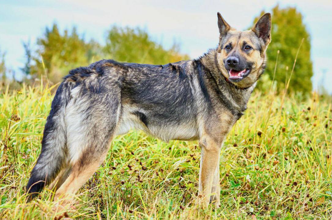 Ищет дом Вольт - частное объявление в Химки