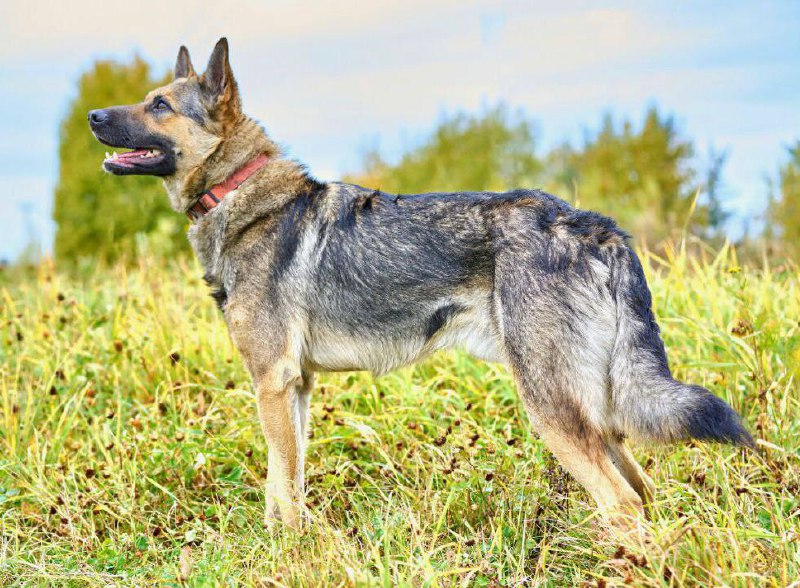 Ищет дом Вольт - Животные в Химки - фото 3