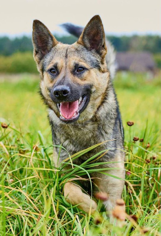 Ищет дом Вольт - Животные в Химки - фото 4