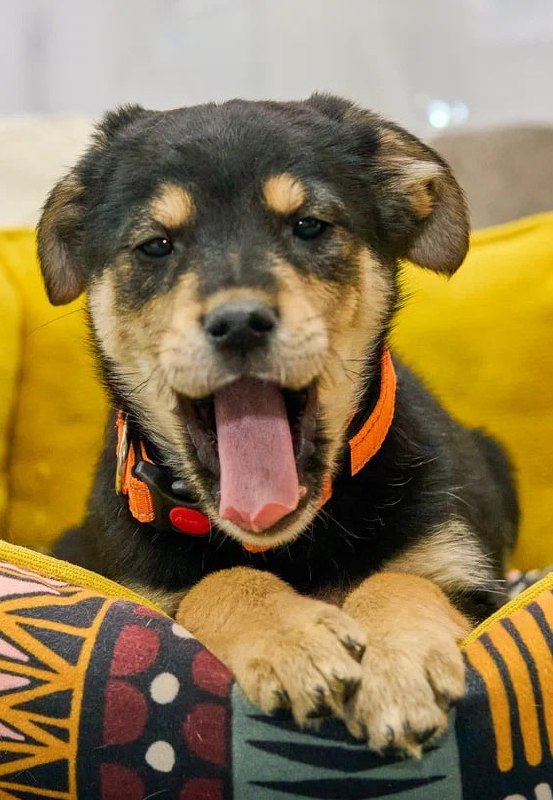 Щенки ищут дом - Животные в Москва