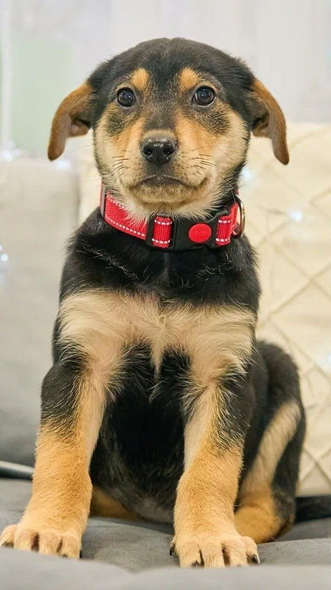 Щенки ищут дом - Животные в Москва - фото 3