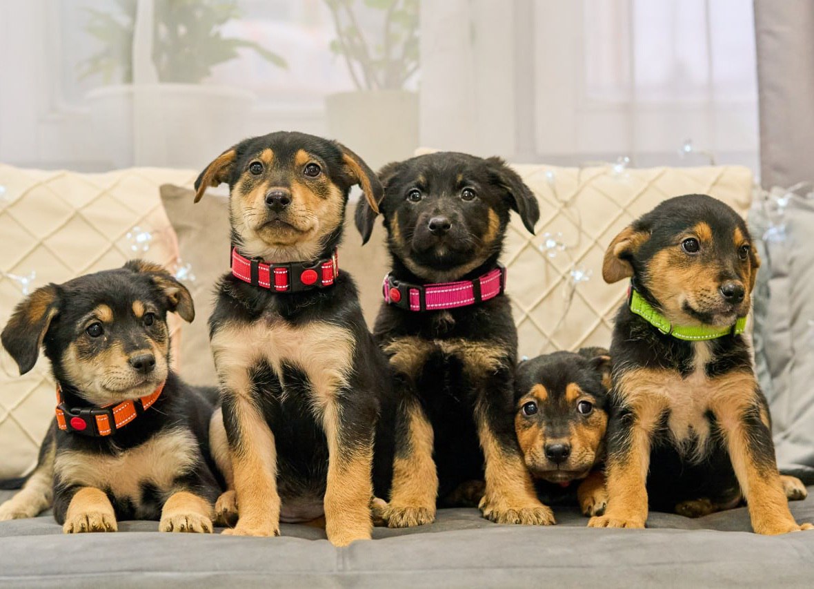 Щенки ищут дом - Животные в Москва - фото 4