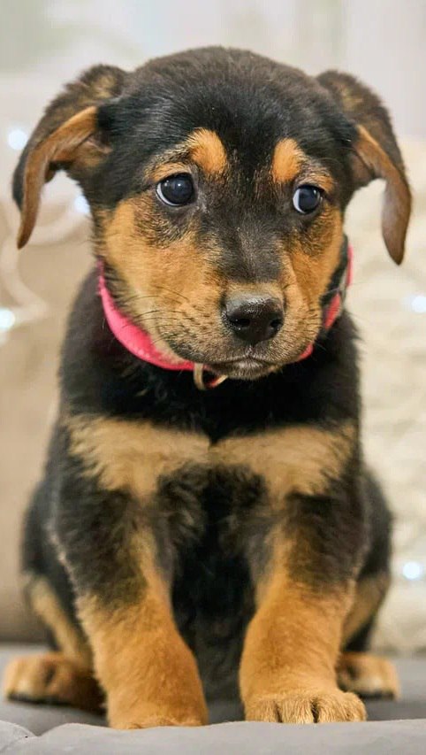 Щенки ищут дом - Животные в Москва - фото 5