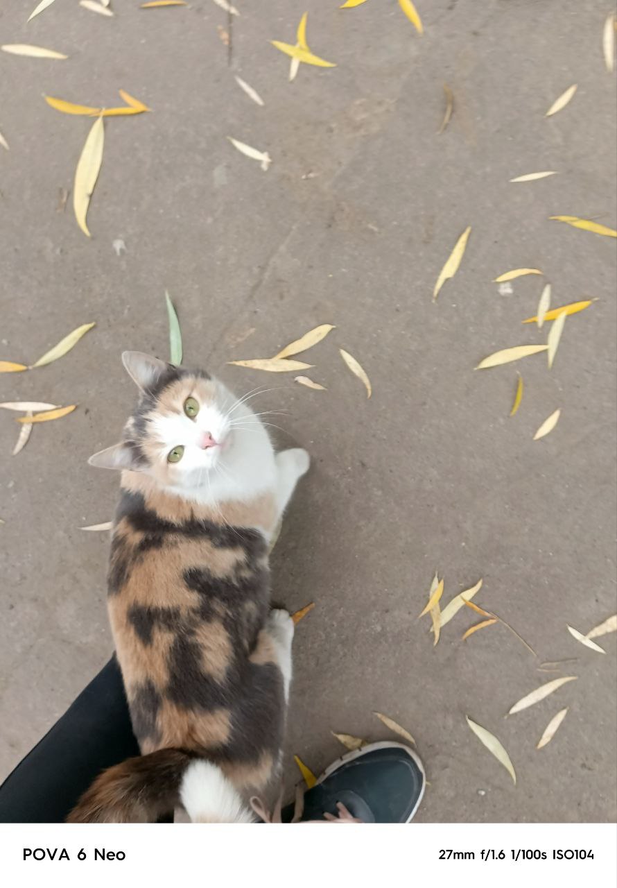 Поиск дома для кошечки - частное объявление в Химки