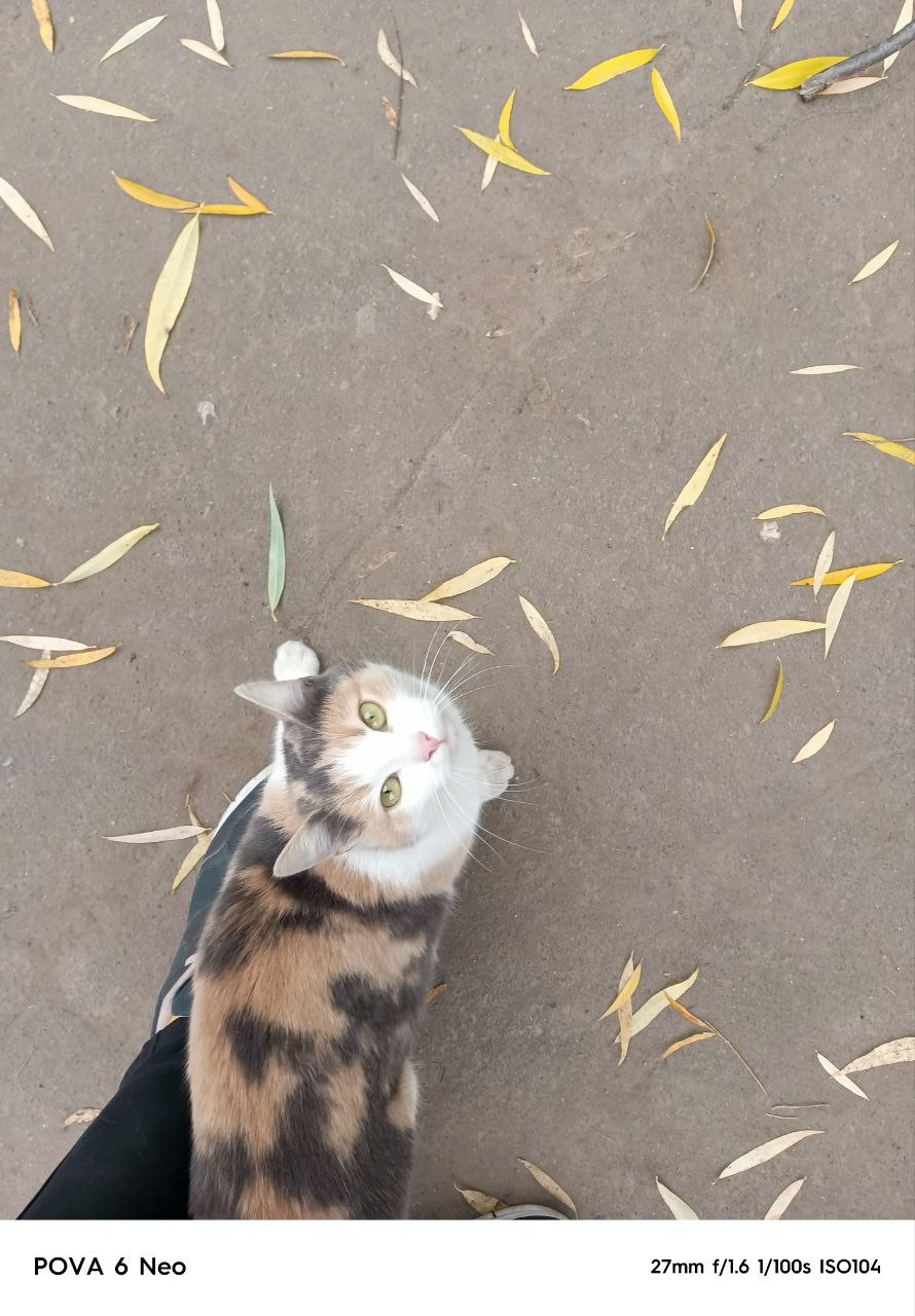 Поиск дома для кошечки - Животные в Химки - фото 3