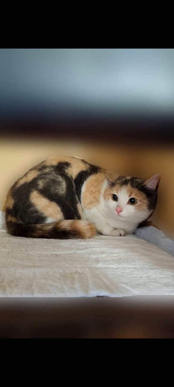 Поиск дома для кошечки - Животные в Химки - фото 4