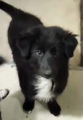 Помогите спасти щенков - Животные в Москва - фото 2