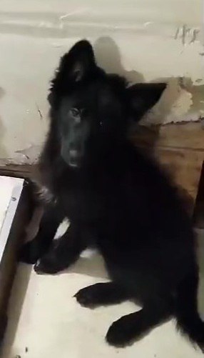 Помогите спасти щенков - Животные в Москва - фото 3