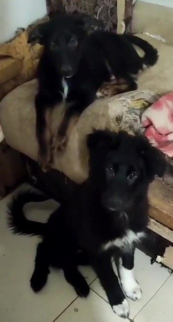 Помогите спасти щенков - Животные в Москва - фото 4