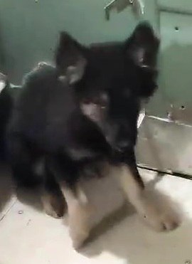 Помогите спасти щенков - Животные в Москва - фото 5