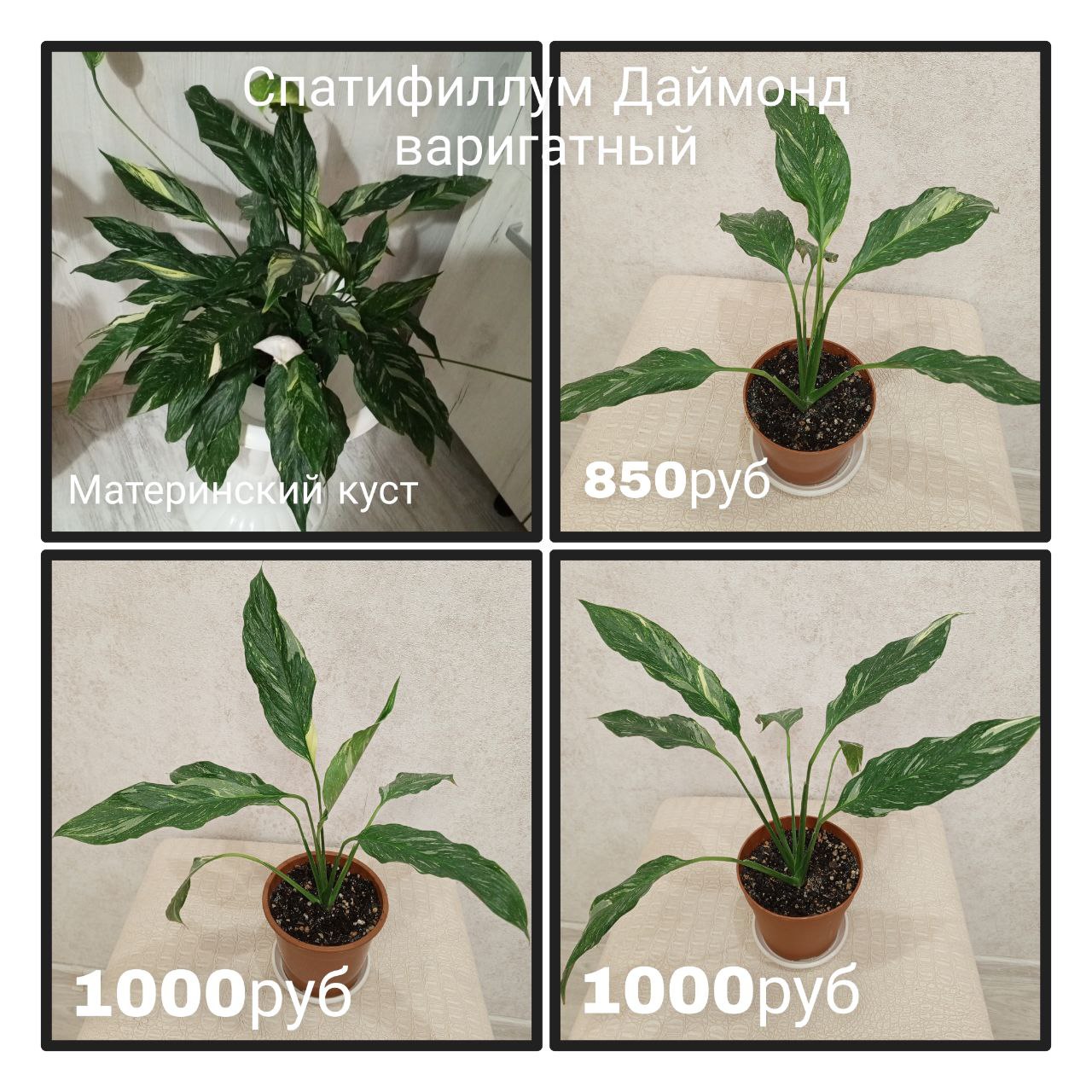 Продам Спатифиллум - частное объявление в Хабаровск