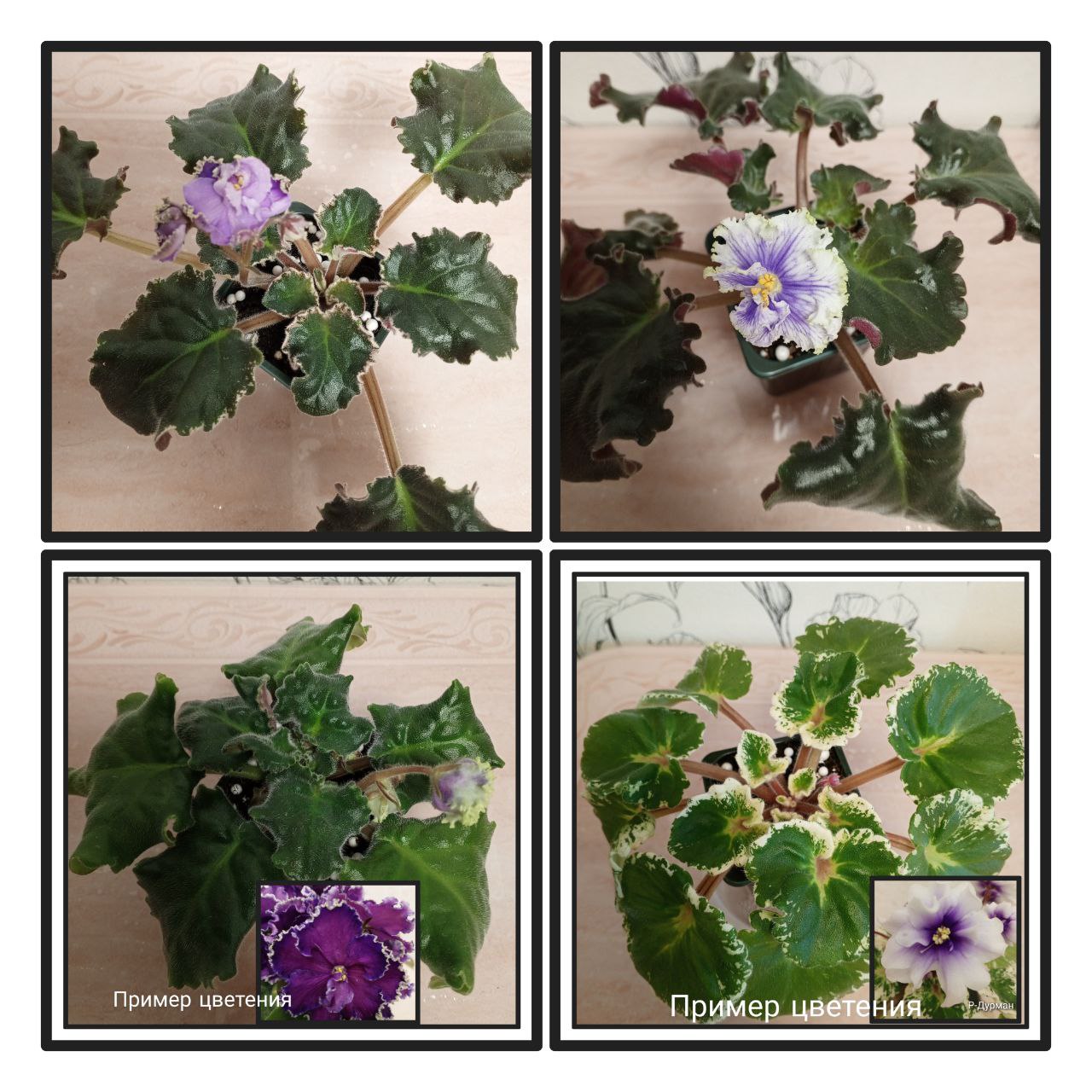 Продам фиалки с фото - Хобби и отдых в Хабаровск