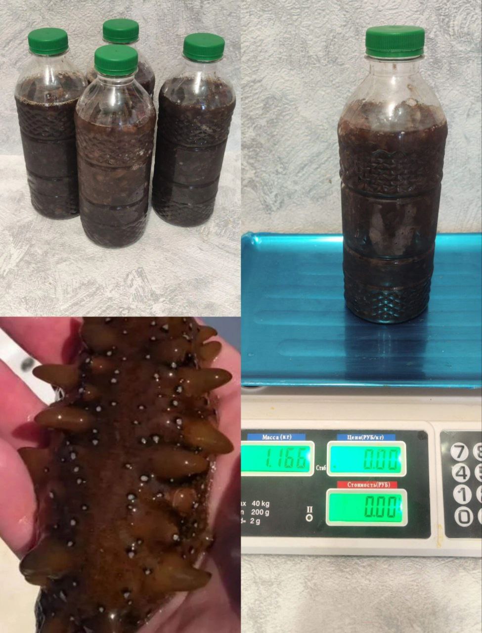 Дальневосточный трепанг на меду - Красота и здоровье в Хабаровск