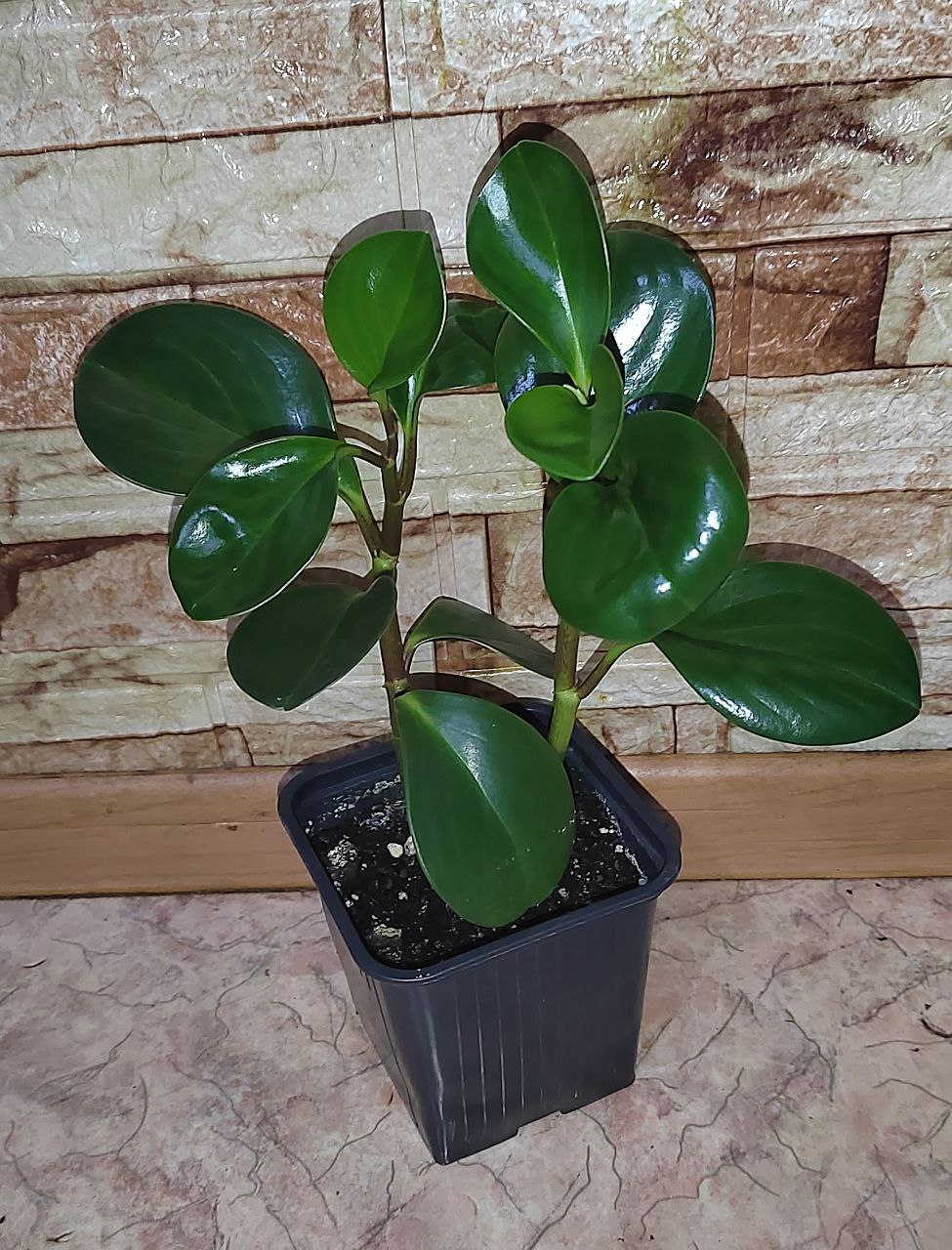 Пеперомия крупные листья - Хобби и отдых в Хабаровск