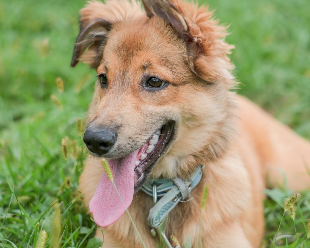 ЛАРА — ИЩЕТ СВОЮ СЕМЬЮ! - Животные в Хабаровск