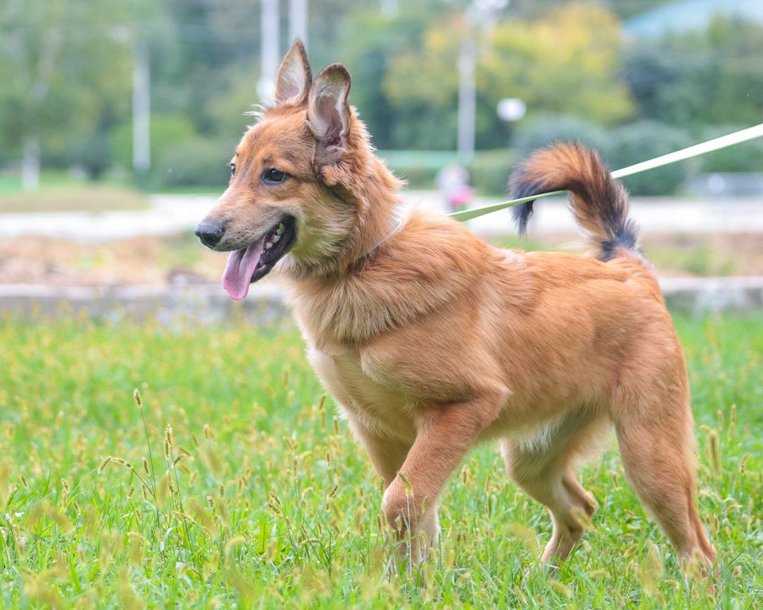 ЛАРА — ИЩЕТ СВОЮ СЕМЬЮ! - Животные в Хабаровск - фото 2