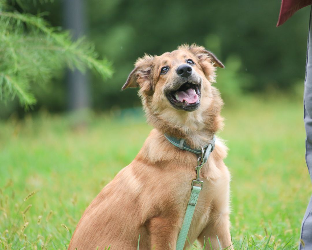 ЛАРА — ИЩЕТ СВОЮ СЕМЬЮ! - Животные в Хабаровск - фото 3