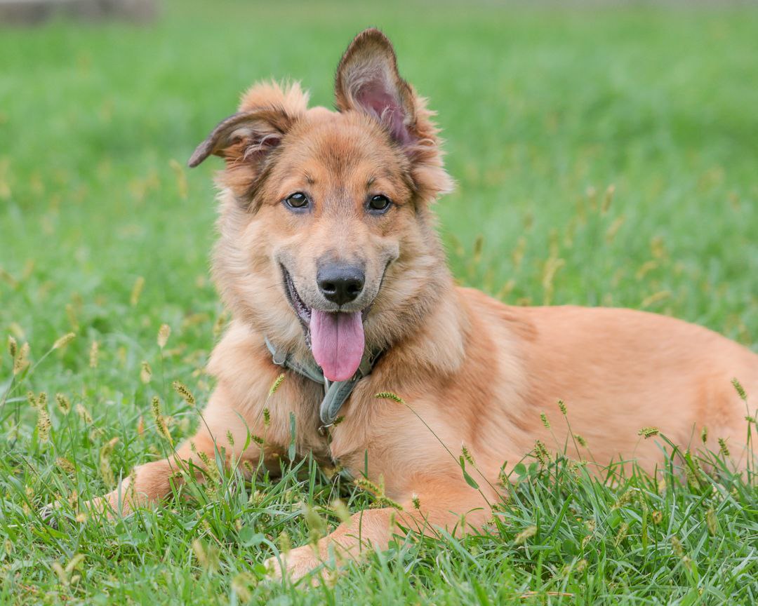 ЛАРА — ИЩЕТ СВОЮ СЕМЬЮ! - Животные в Хабаровск - фото 4