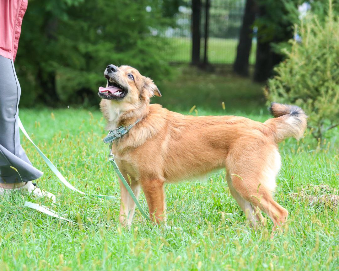 ЛАРА — ИЩЕТ СВОЮ СЕМЬЮ! - Животные в Хабаровск - фото 5