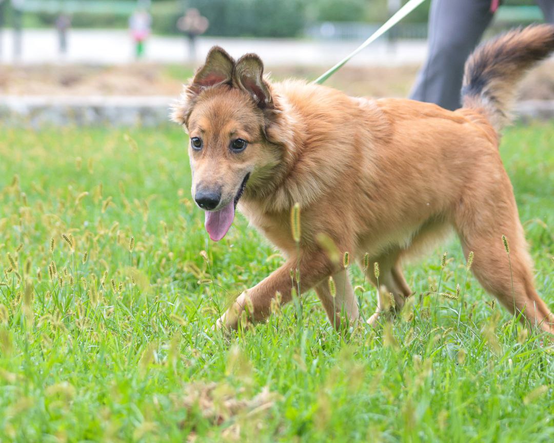 ЛАРА — ИЩЕТ СВОЮ СЕМЬЮ! - Животные в Хабаровск - фото 6