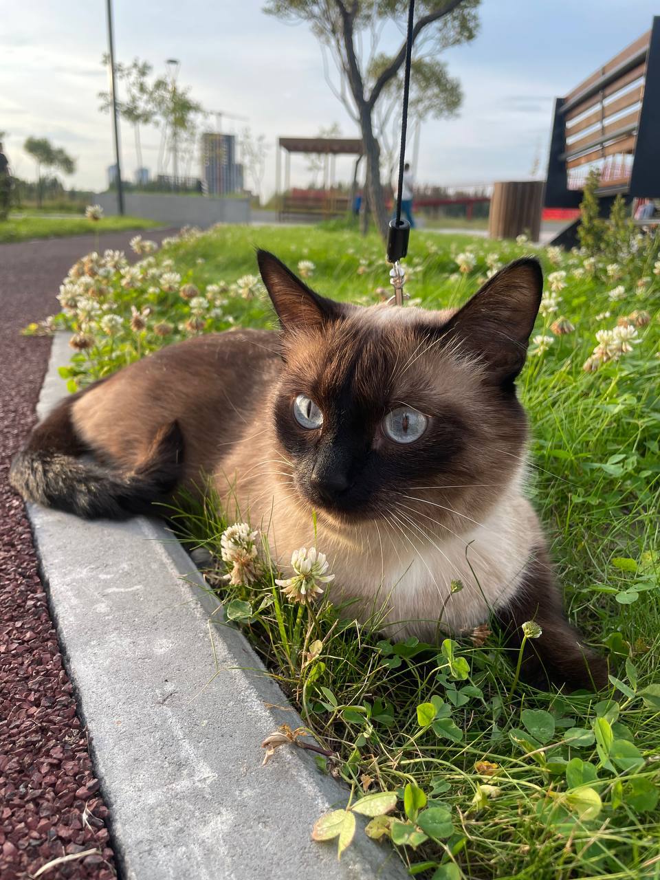 Присмотр за питомцами - Услуги в Тюмень