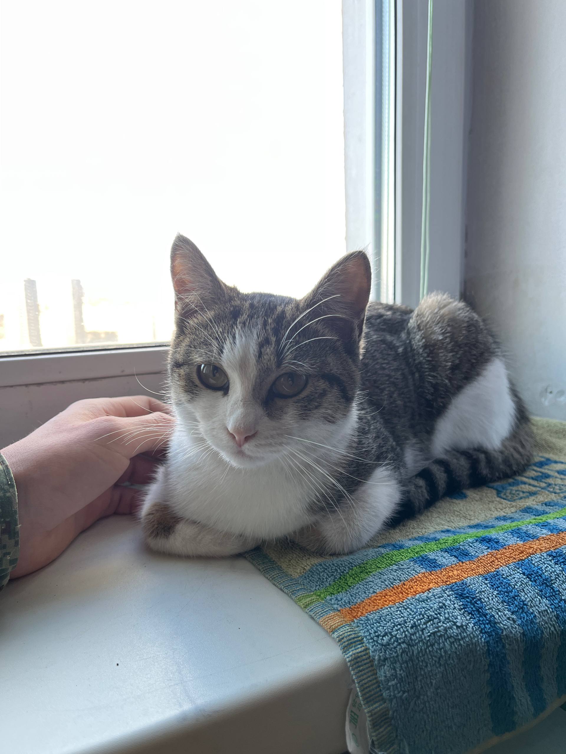 Нашел кошку, отдам в хорошие руки - Животные в Владивосток