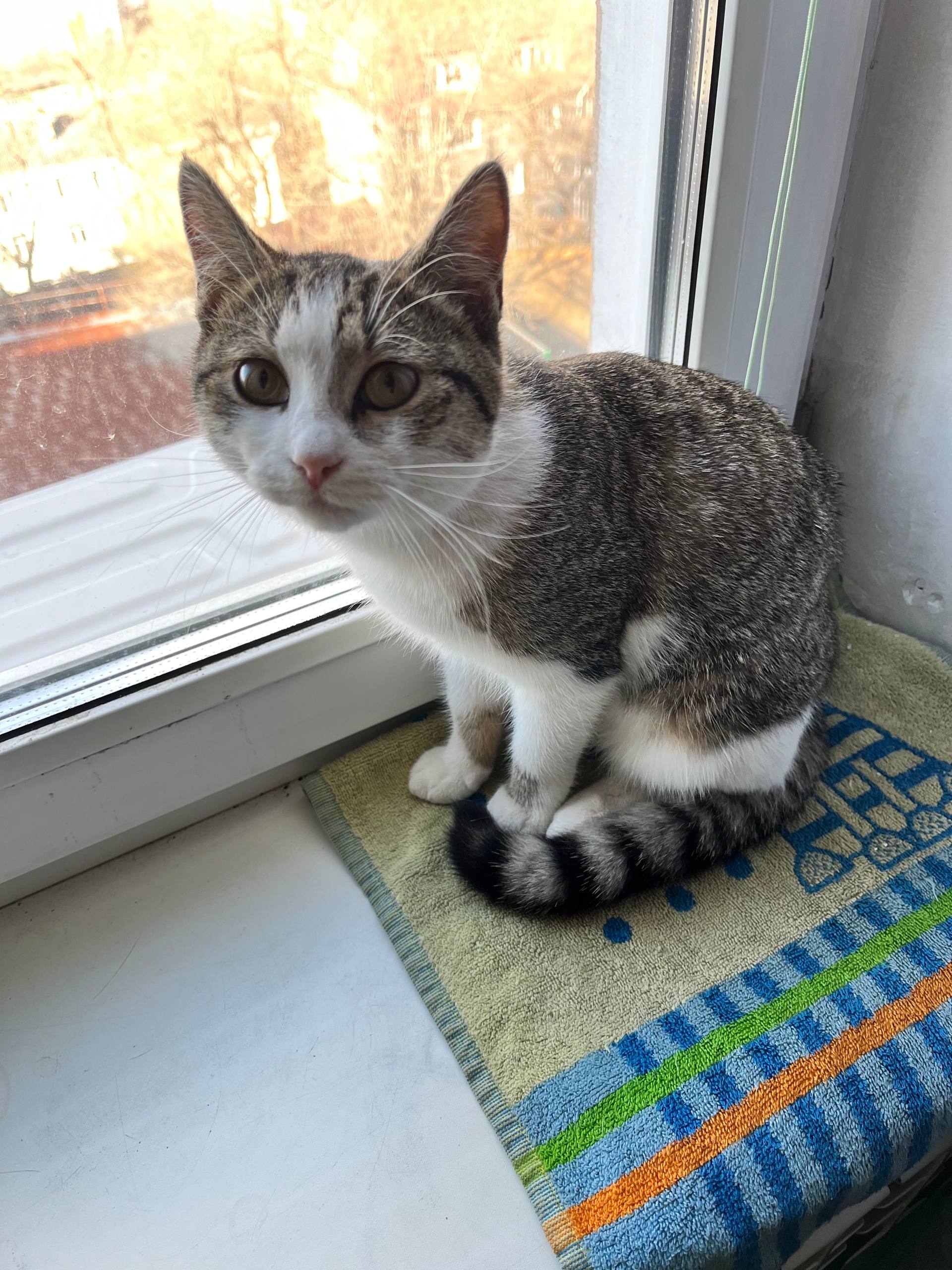 Нашел кошку, отдам в хорошие руки - Животные в Владивосток - фото 2