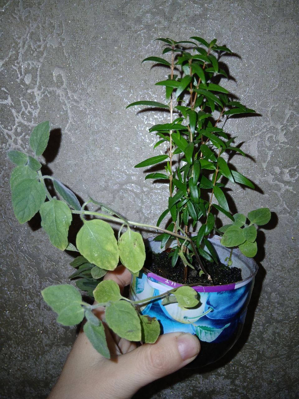 Мирт с мятой - Хобби и отдых в Владивосток