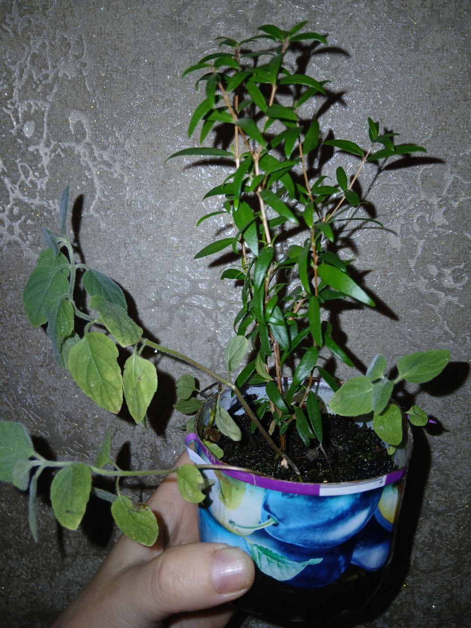 Мирт с мятой - Хобби и отдых в Владивосток - фото 2