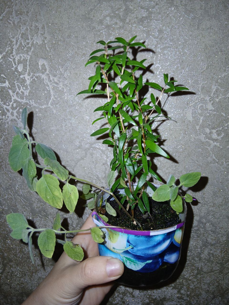 Мирт с мятой - Хобби и отдых в Владивосток - фото 3