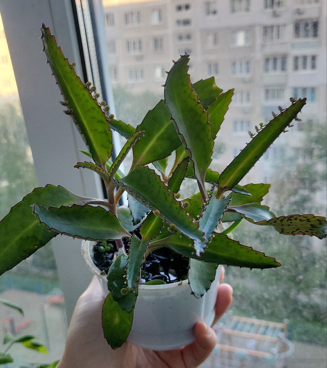 Каланхоэ чихалочка - Животные в Владивосток - фото 3