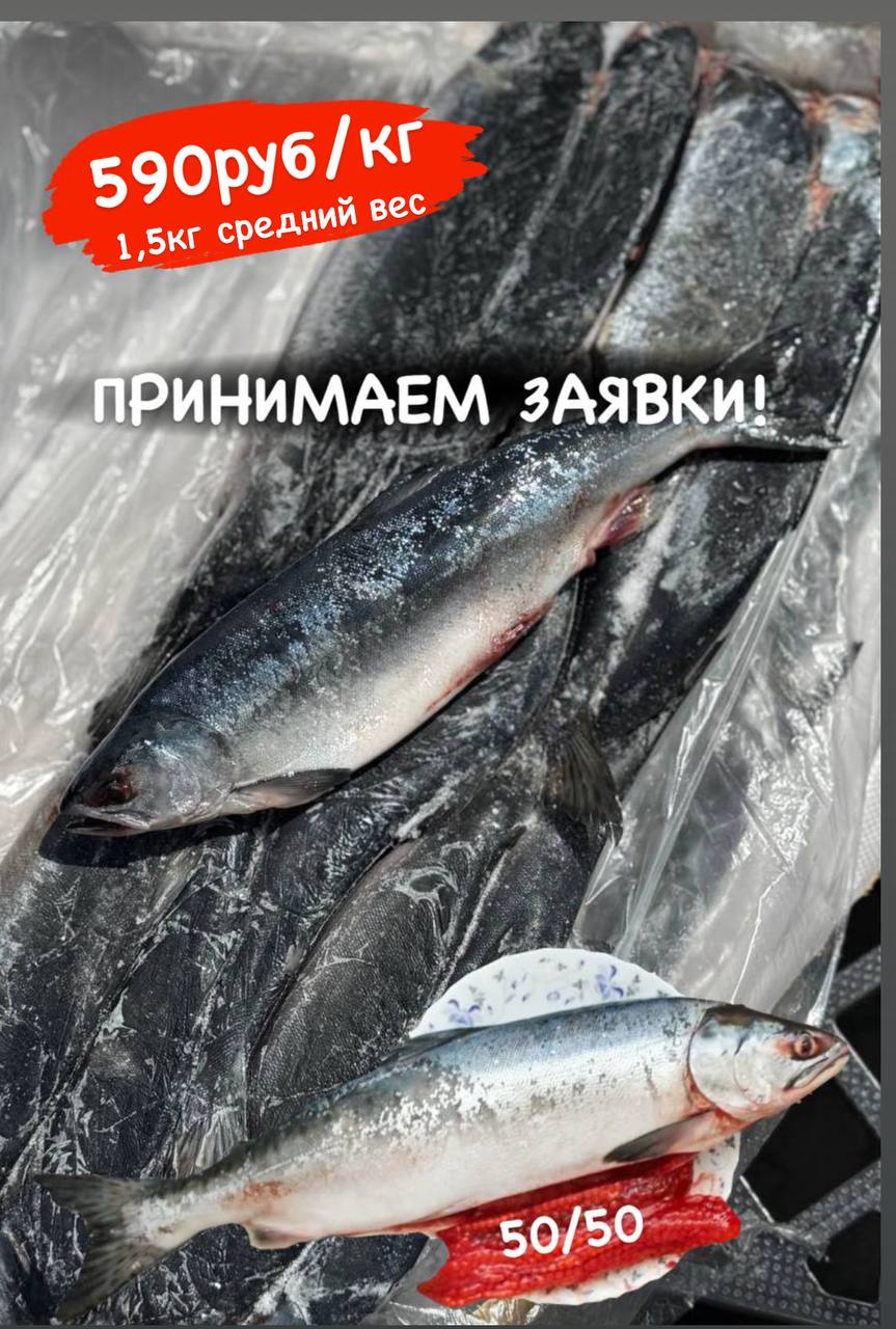 Дикая неразделанная горбуша - Хобби и отдых в Оренбург